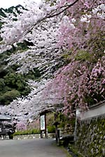 滋賀の桜の名所です