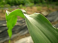 とうもろこしに雨が降る