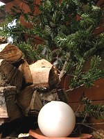 木こりさん持参の薪
