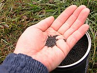 <TABLE><TBODY><TR><TD>種採りの為の落花生を収穫し、畑の2/3を使ってある「花の種」を一面に播きました。ちょっと遅れたのでうまく咲きそろうか心配(*_*)。<BR>