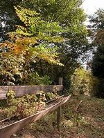 植え替えの時期です