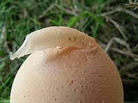 管状のものが