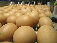年末は卵がひっ迫します