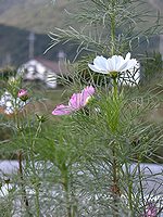 今年も咲いています