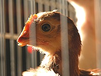 生後約一ヶ月