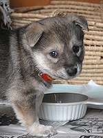 呼んだ?よろしく「てつ」です