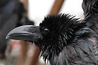 漆黒の鳥