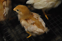 生後約2週間のひよこ