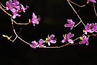 ツツジの花