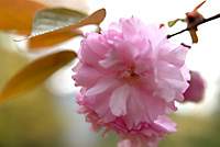 山にある八重桜