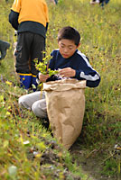 袋にソバの茎を「しごいて」いきます