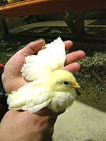 ふわふわの羽根