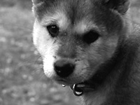 さよなら、てつ