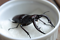 クワガタ♂