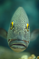 人なつこい魚たち