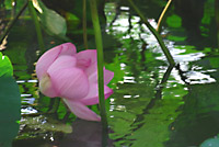 30pくらいの花です