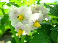 じゃがいもの花