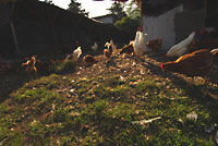 夕暮れの鶏舎