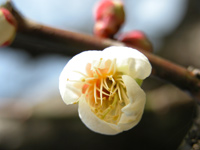 梅の花