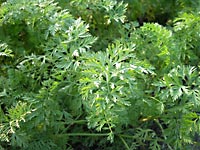 人参葉が茂っています