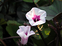 5pほどの紫いもの花