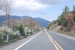 湖西道路も両脇に春の花