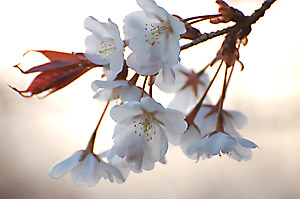 山の桜は控えめに咲きます。。