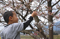 桜の木を見つけて教えてくれます