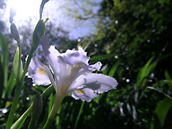涼しげな初夏の花なのですが・・・