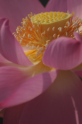 早朝に花咲く蓮