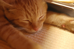 虎猫の「はな」