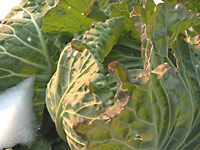 野菜も摂る!これ理想(~o~)