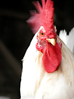 鶏冠の付け根(弱点?)を狙います