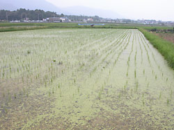 水草がいっぱい