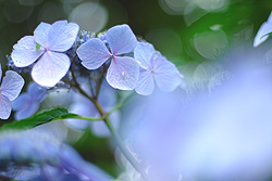 紫陽花は眠たげ