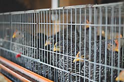 白黒の模様がユニーク
