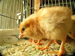 まず玄米を食べさせます