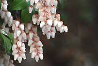 桜の前にこの花