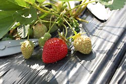 我が家のいちごも甘いよ!