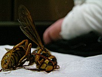 蜂と足