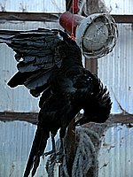 鶏糞ハウスに吊ったカラス