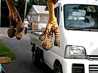 鶏糞団子です