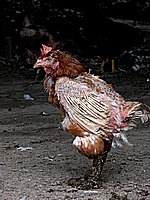 足は鶏糞の”団子”がついてます