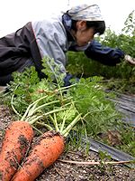 にんじんの収穫