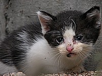 かわいらしいですね