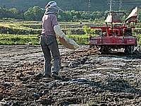堆肥を播いて耕します