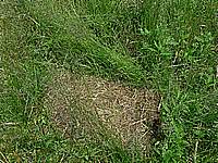 蜂箱の置いてあった跡