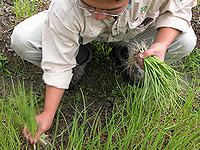 1本、2本、3本・・・数えながら一束100本