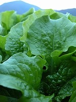 畑からそのまま食卓へ。