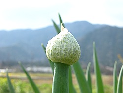ぼうず